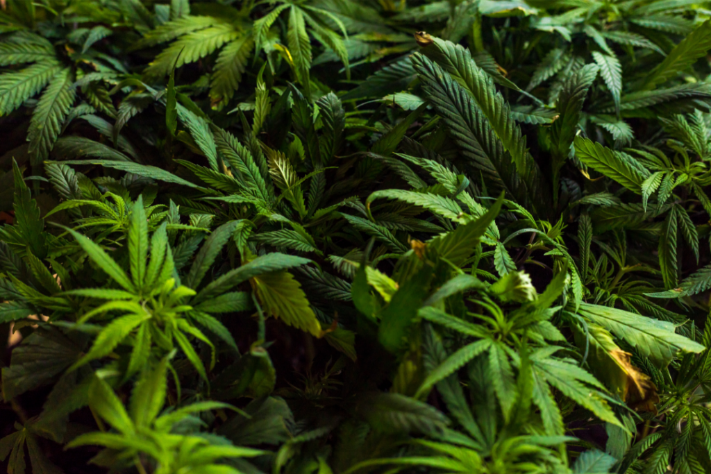 Medical Cannabis